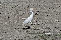 221 Etosha NP, koereiger